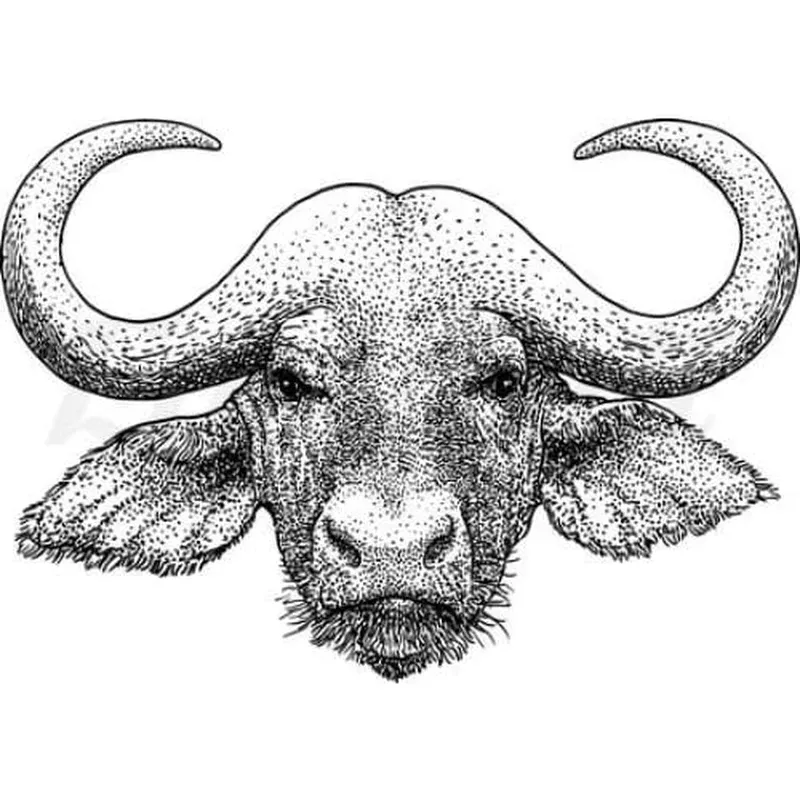 buffalo-temporary-tattoo Buffalo – Temporary Tattoo
