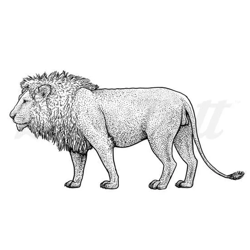 calm-lion-temporary-tattoo Calm Lion – Temporary Tattoo
