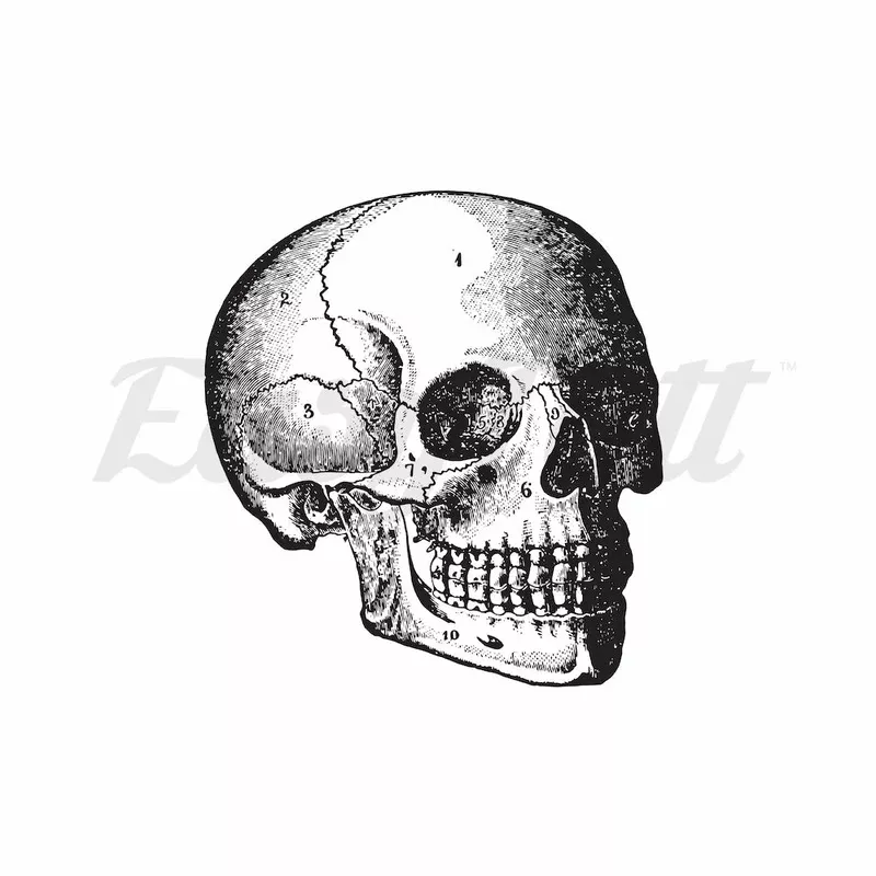 cranium-temporary-tattoo Cranium – Temporary Tattoo