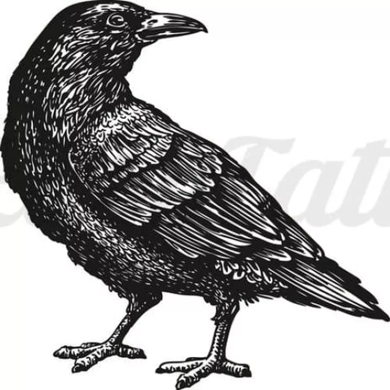 Crow / Raven – Temporary Tattoo