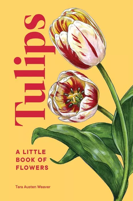 tulips Tulips